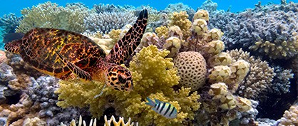 The Great Barrier Reef, stretching over 2,000 kilometers, holds the title of being the biggest living structure on our planet.