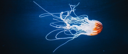 Discovering the Secret of Immortality: Turritopsis Dohrnii, the "Immortal Jellyfish