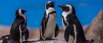 Penguins: Masters of Microsleeping